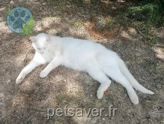 Chat Perdu 56 Morbihan - Minou Chat Perdu 56 Morbihan - Minou