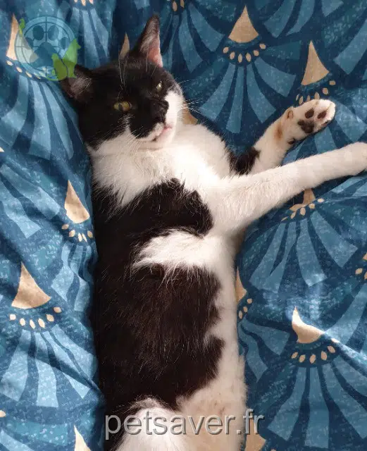 chat reunited   56270 Plœmeur Minou