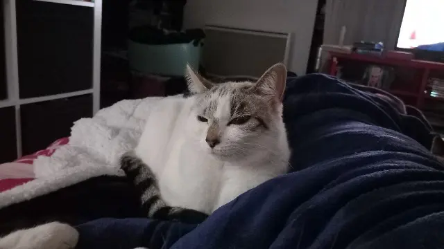 chat reunited   56120 Josselin Mog