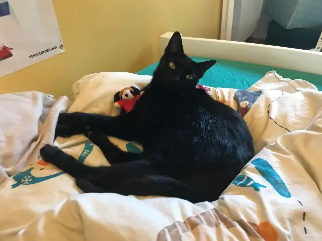 chat reunited   56000 Vannes Mumbai