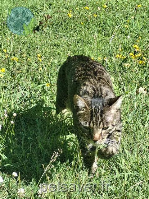 chat reunited   56620 Pont-Scorff Mustang