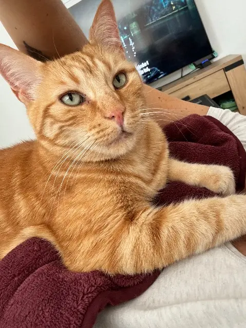 chat reunited   56890 Saint-Avé Nino