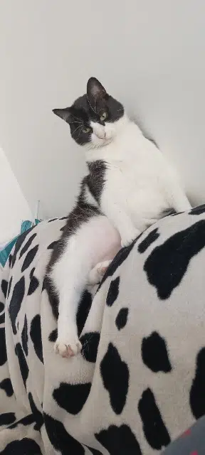 chat reunited   56530 Quéven Odyssée