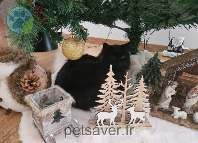 chat reunited 56800 Guillac Olaf