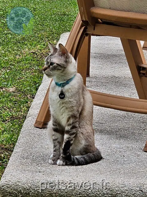 chat reunited 56150 Baud Olaf