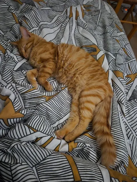 chat reunited   56400 Auray Oryx