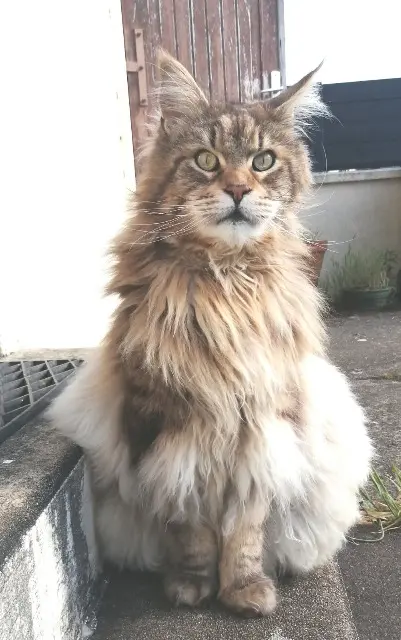 chat reunited   56600 Lanester Oural