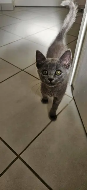 chat reunited   56690 Landaul Pasdenom