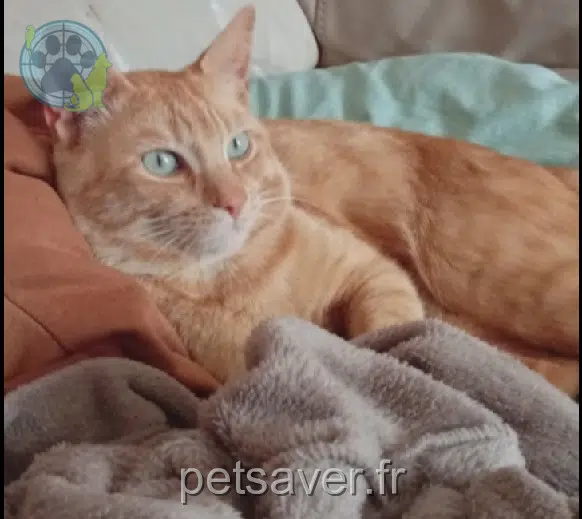 chat reunited   56100 Lorient Picsou