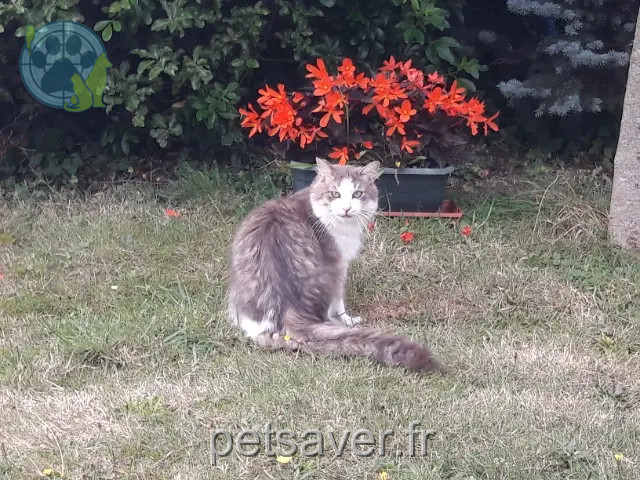 chat reunited 56370 Sarzeau Ptiloup