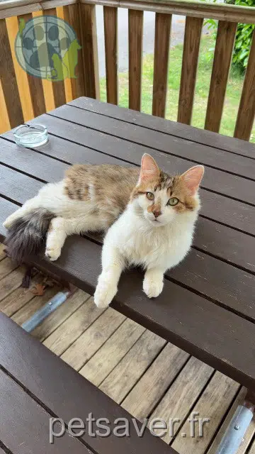 chat reunited 56460 Saint-Guyomard Rico