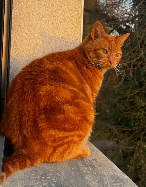 chat reunited   56350 Allaire Rouky