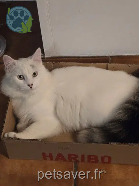 chat reunited 56380 Guer Saphir