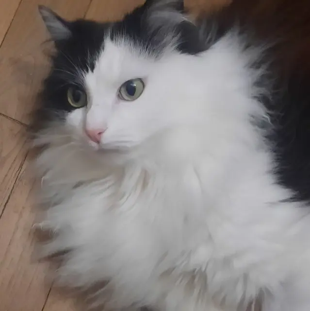 chat reunited   56580 Bréhan Sawyer