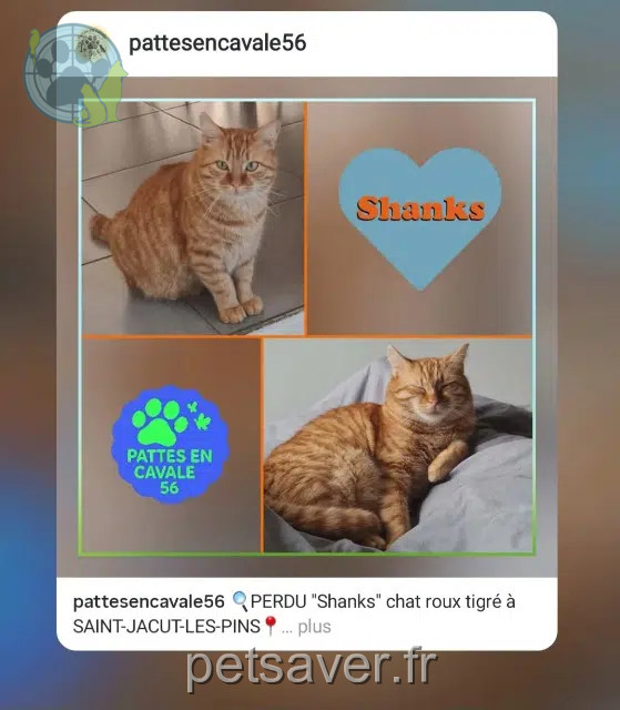 gato reunited   56220 Saint-Jacut-les-Pins Shanks