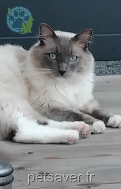 chat reunited 56890 Plescop Siami