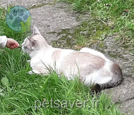 chat reunited 56230 Molac Snow