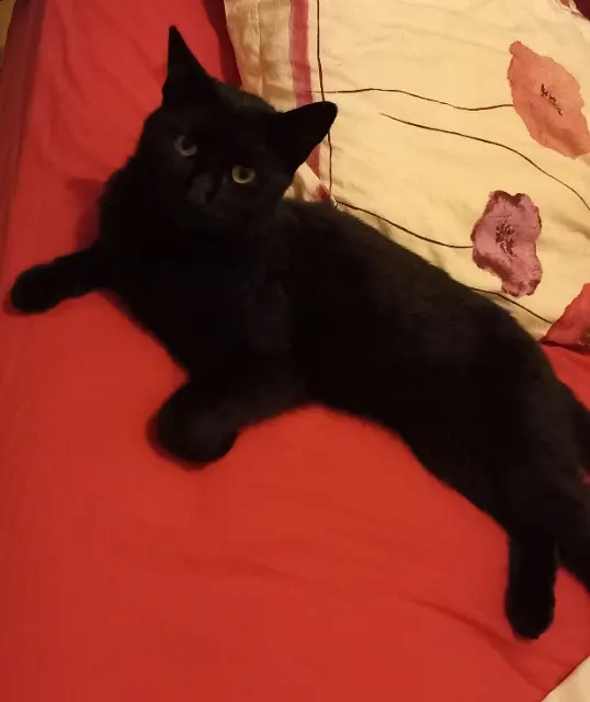 chat reunited   56300 Malguénac Souky