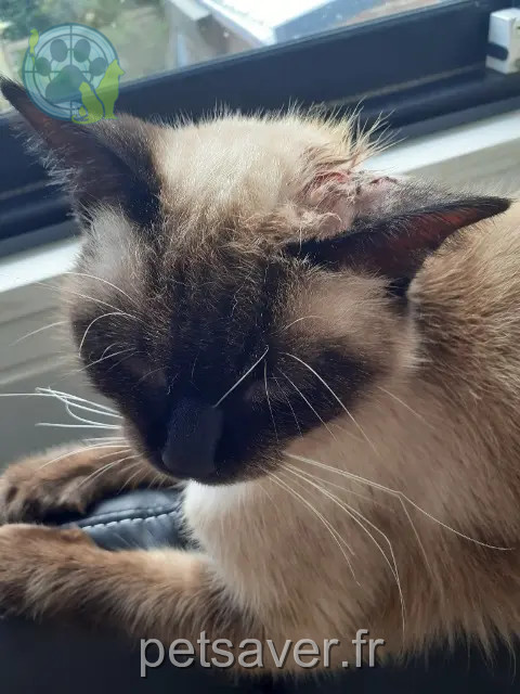gato reunited 56100 Lorient Taiko
