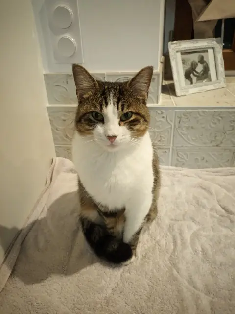 chat reunited   56450 Theix-Noyalo Tryphon