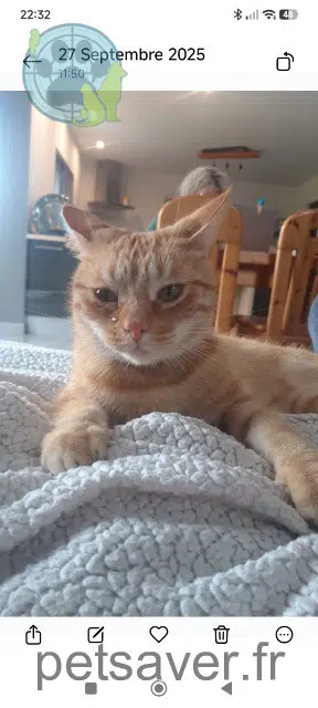 chat reunited 56350 Saint-Gorgon Tigrou