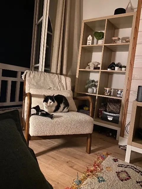 chat reunited   56000 Vannes Titi