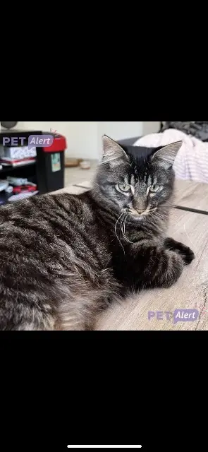 chat reunited   56600 Lanester Titus