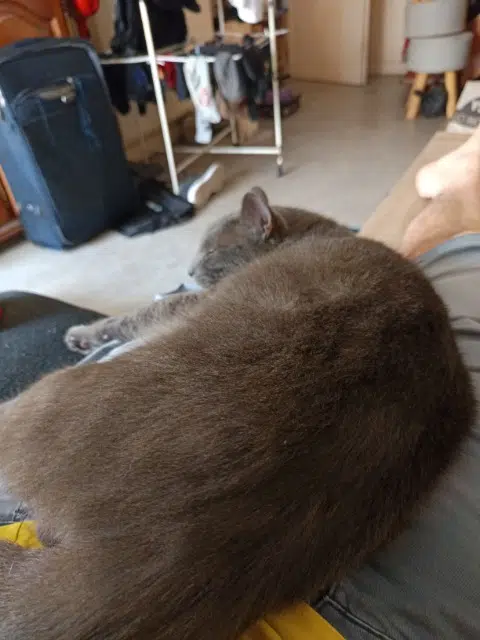 chat reunited   56100 Lorient Totoro