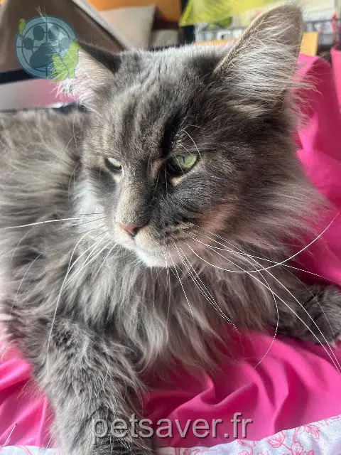 chat reunited 56100 Lorient Triborg