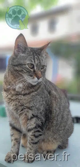 chat reunited 56320 Meslan Winner