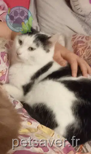 chat reunited   56500 Évellys Cali