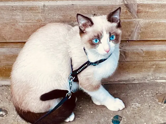 chat reunited   57180 Terville Bernie
