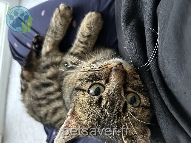 kater reunited   57290 Fameck Biscotte