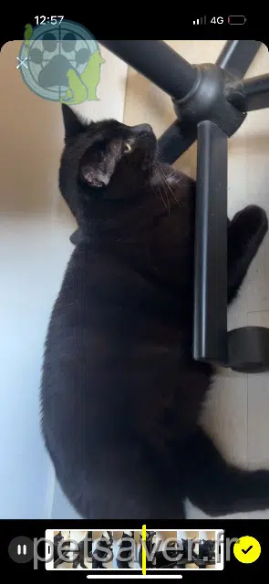 chat reunited   57290 Fameck Blacky