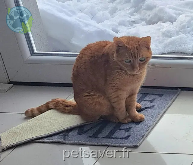 gatto reunited 57415 Enchenberg Canaille