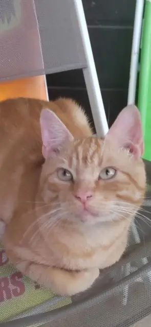 chat reunited   57370 Phalsbourg Chucky