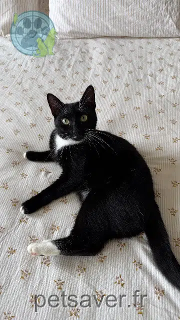 chat reunited 57255 Sainte-Marie-aux-Chênes Edmoon