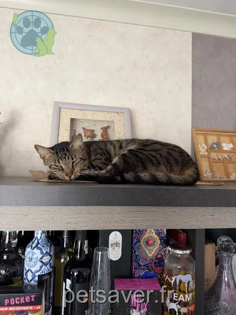 chat reunited   57645 Noisseville Gojo