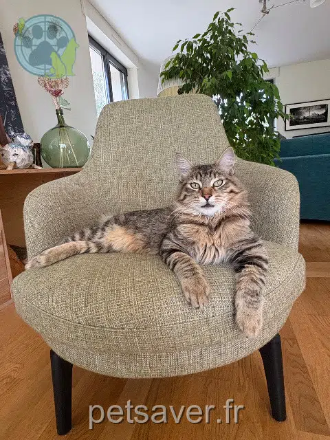 Kater reunited   57050 Plappeville Goodie