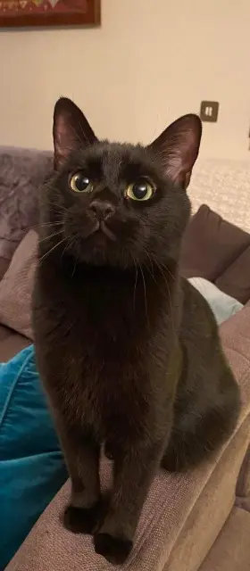 chat reunited   57420 Solgne Knight Night