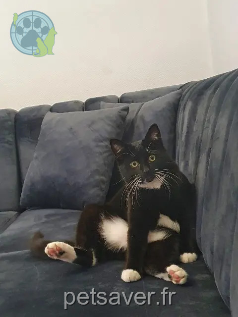 Kater reunited 57740 Longeville-lès-Saint-Avold Komur