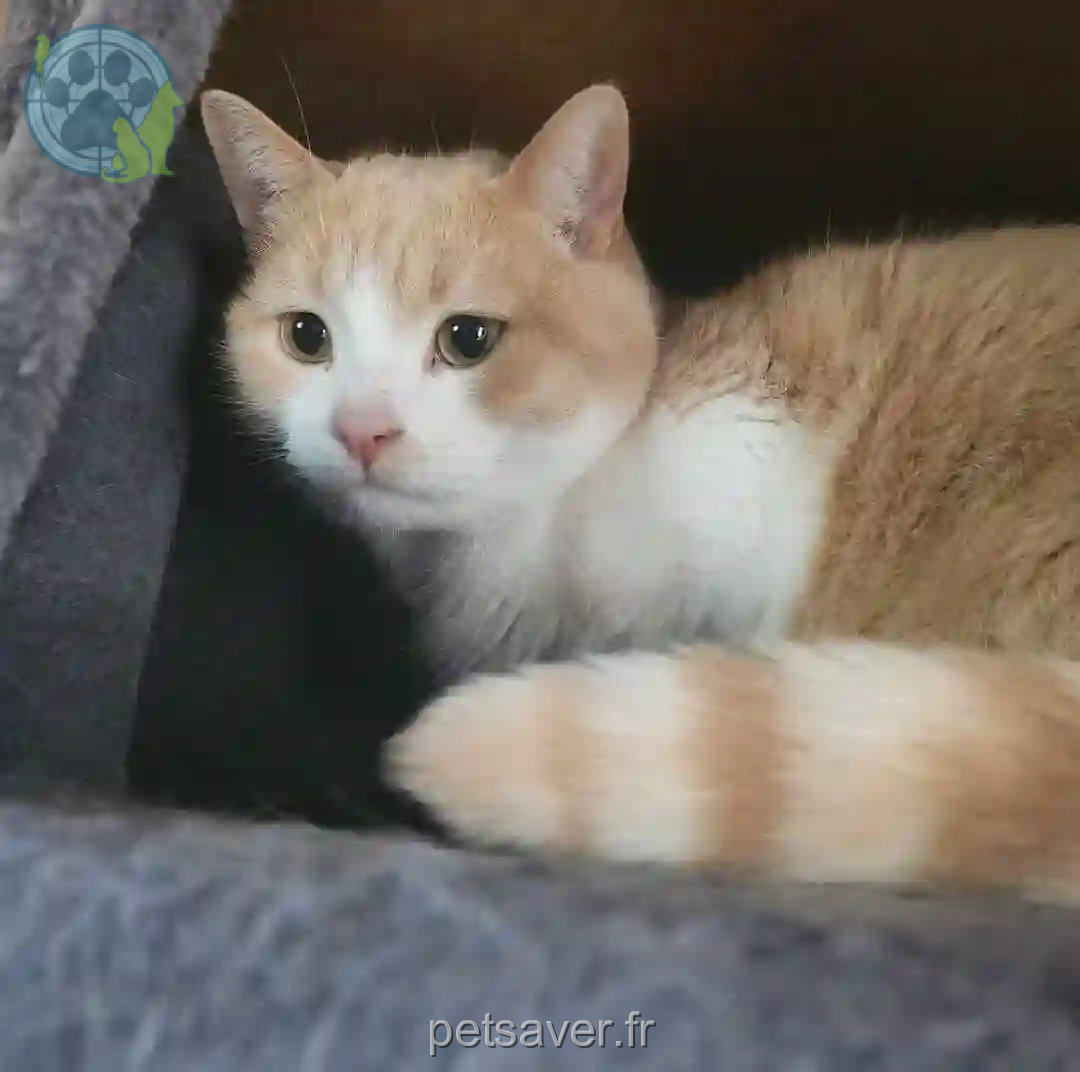 Chat Trouvé 57 Moselle - Koro Chat Trouvé 57 Moselle - Koro