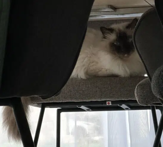 chat reunited   57330 Roussy-le-Village Lusco