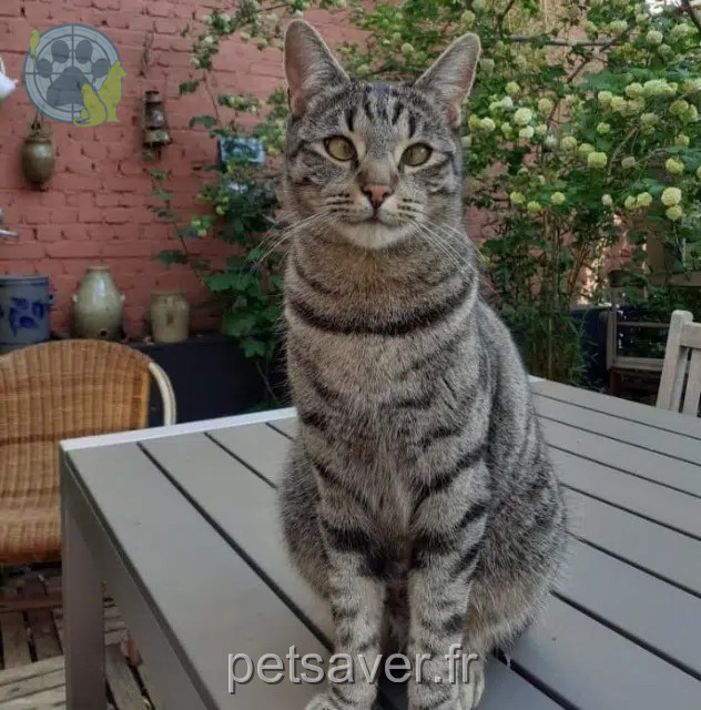 Kater reunited   57100 Thionville Marley