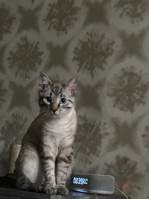 chat reunited   57970 Yutz Masha