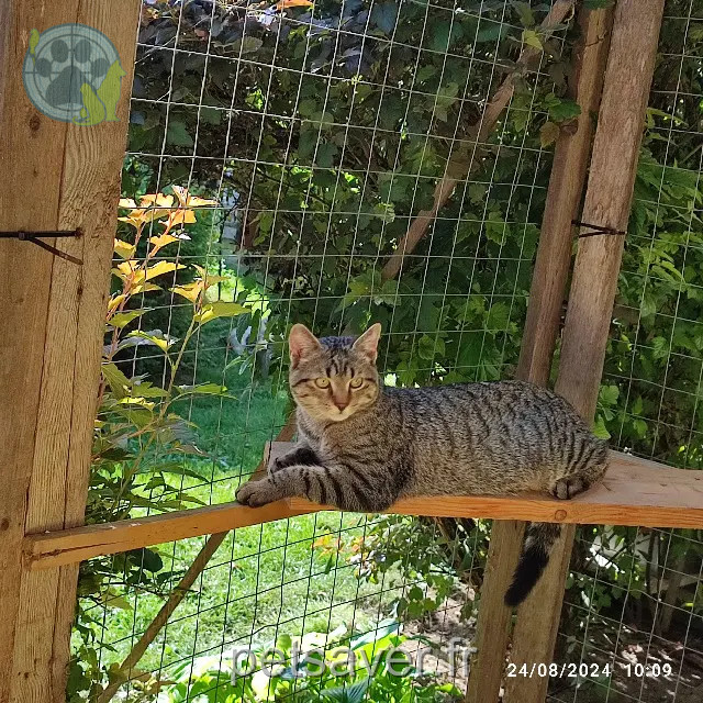 gatto reunited   57370 Saint-Jean-Kourtzerode MAX