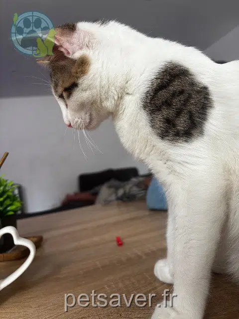 Kater reunited Metz Blue