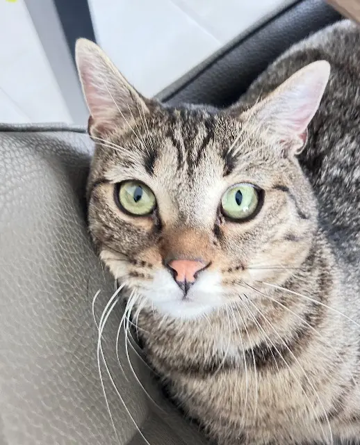 chat reunited    Metz Jin