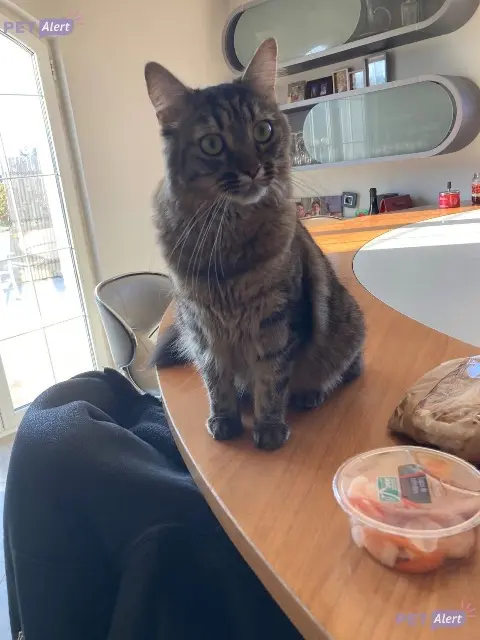 chat reunited    Metz Luffy