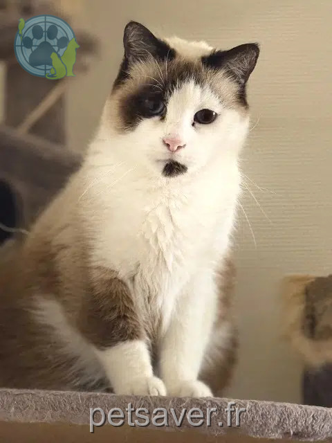 chat reunited    Metz Malo